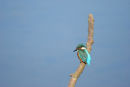 06-8543 Kingfisher (Altcedo atthis).